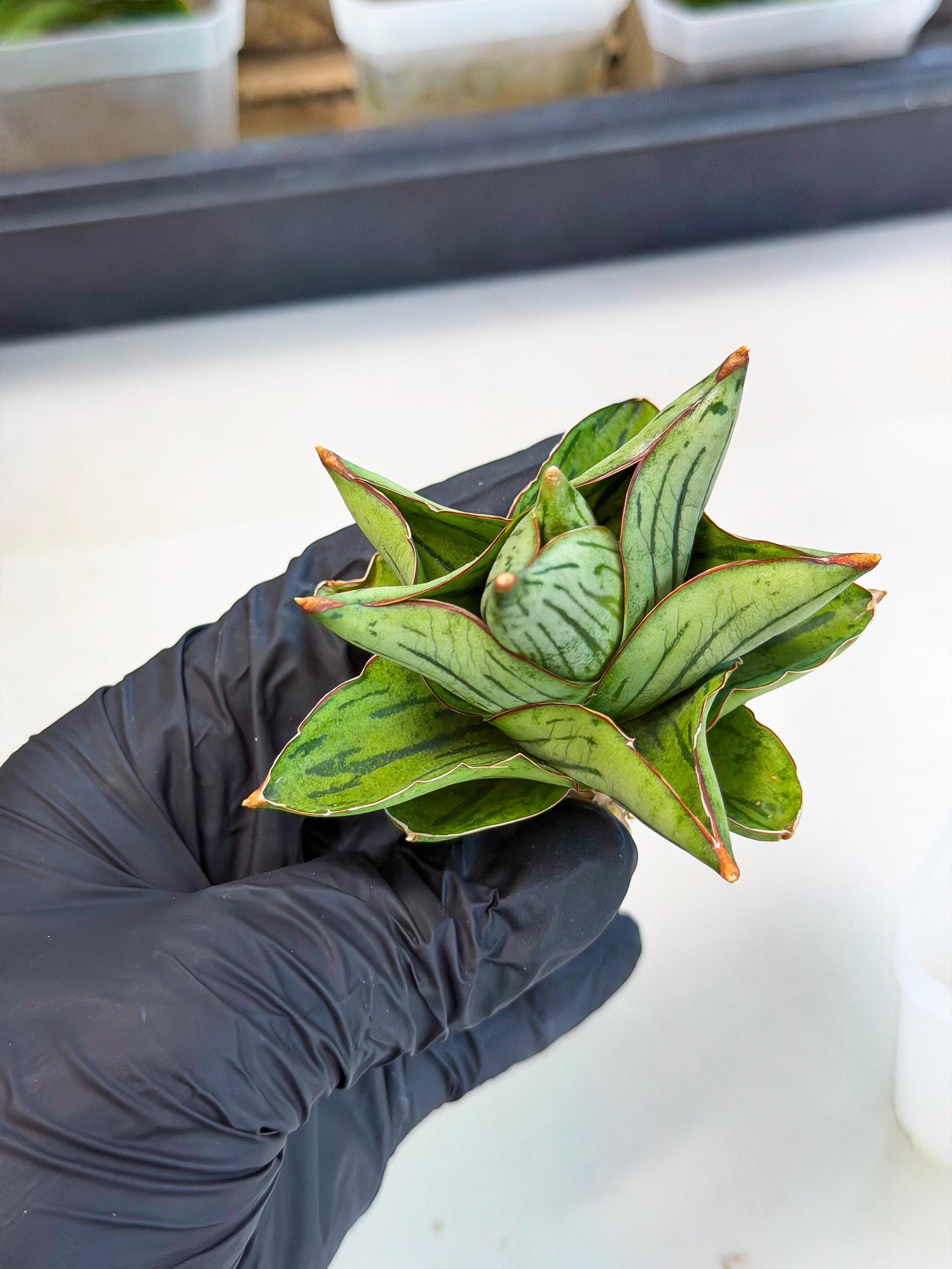 Sansevieria Atomic (ca5) (9) | Dwarf Hybrid