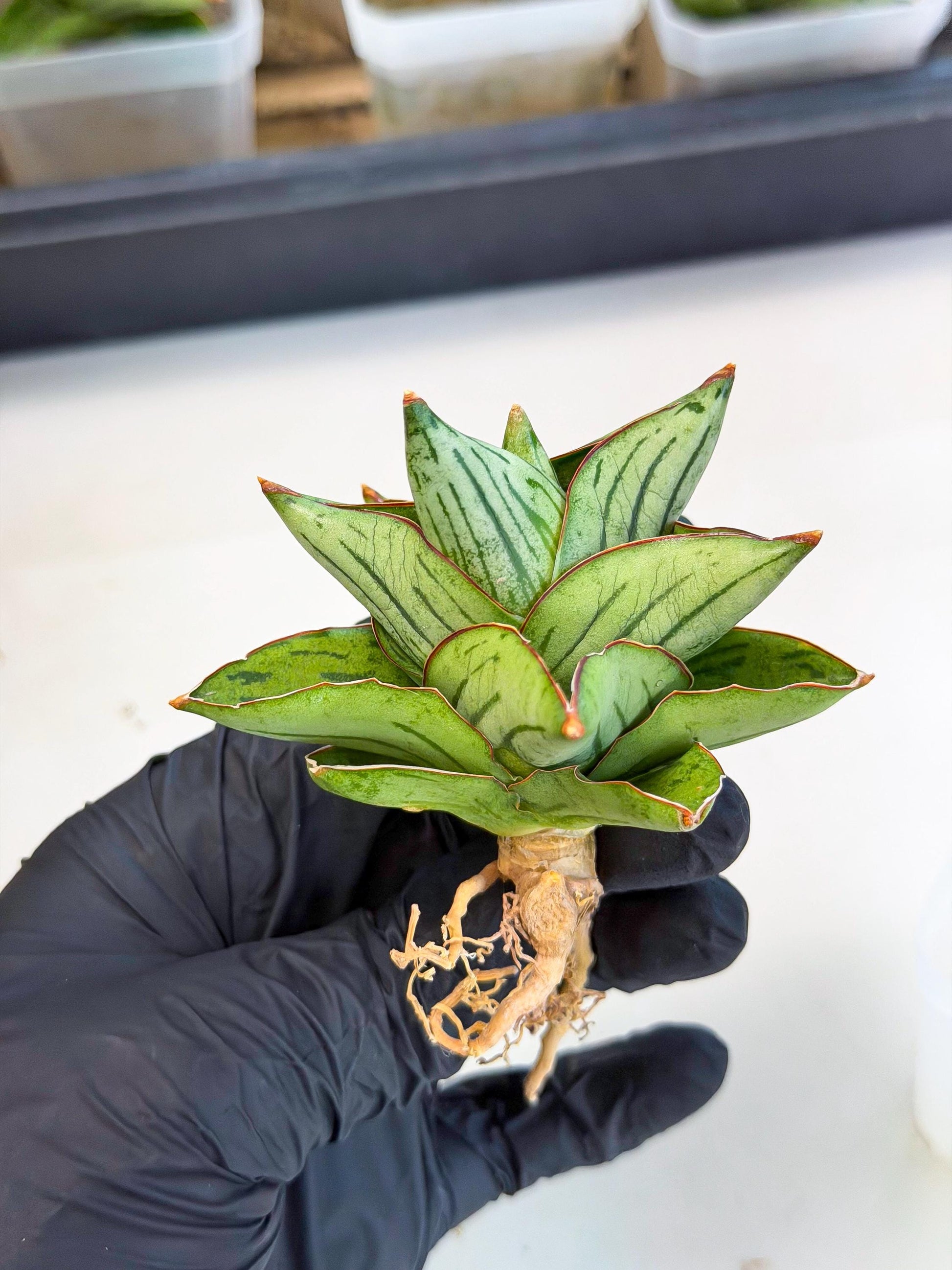 Sansevieria Atomic (ca5) (9) | Dwarf Hybrid