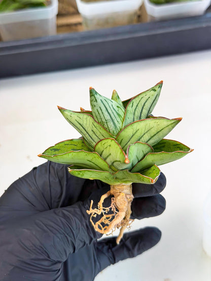 Sansevieria Atomic (ca5) (9) | Dwarf Hybrid