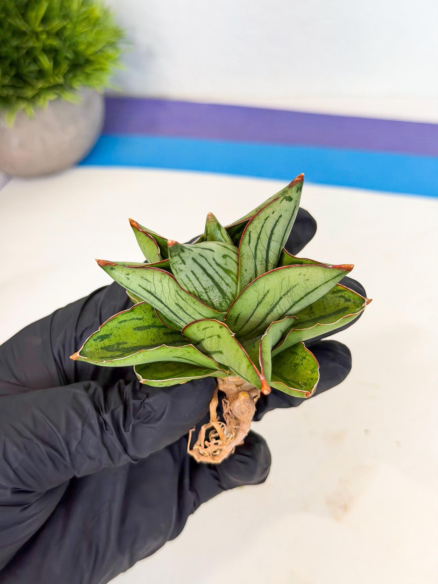 Sansevieria Atomic (ca5) (9) | Dwarf Hybrid