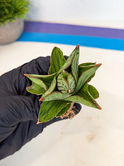 Sansevieria Atomic (ca5) (9) | Dwarf Hybrid