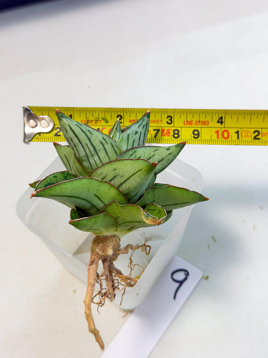 Sansevieria Atomic (ca5) (9) | Dwarf Hybrid