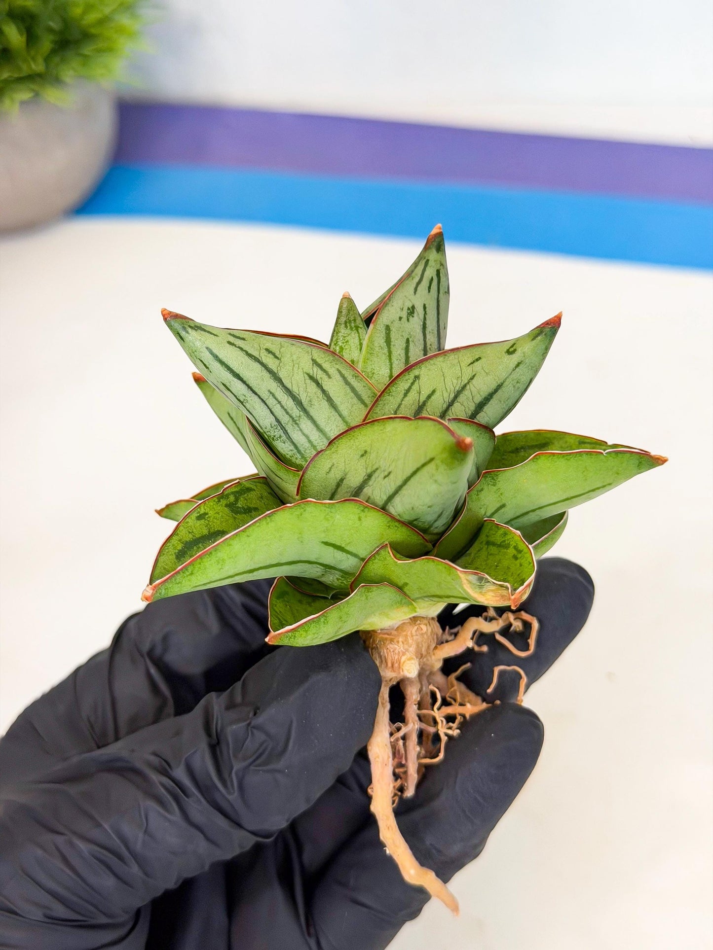 Sansevieria Atomic (ca5) (9) | Dwarf Hybrid