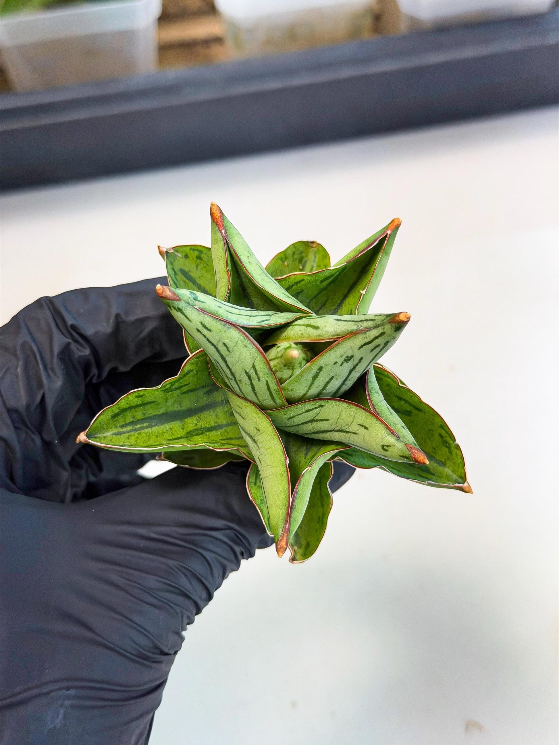 Sansevieria Atomic (ca5) (9) | Dwarf Hybrid