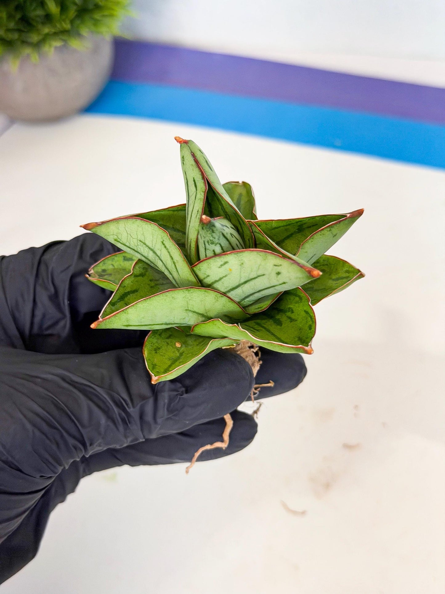 Sansevieria Atomic (ca5) (10) | Dwarf Hybrid