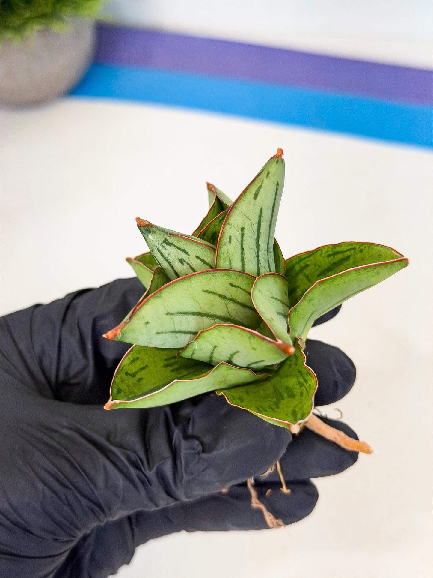 Sansevieria Atomic (ca5) (10) | Dwarf Hybrid