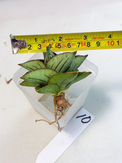 Sansevieria Atomic (ca5) (10) | Dwarf Hybrid