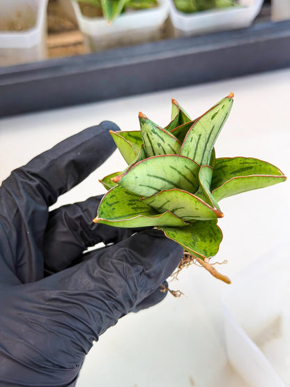 Sansevieria Atomic (ca5) (10) | Dwarf Hybrid