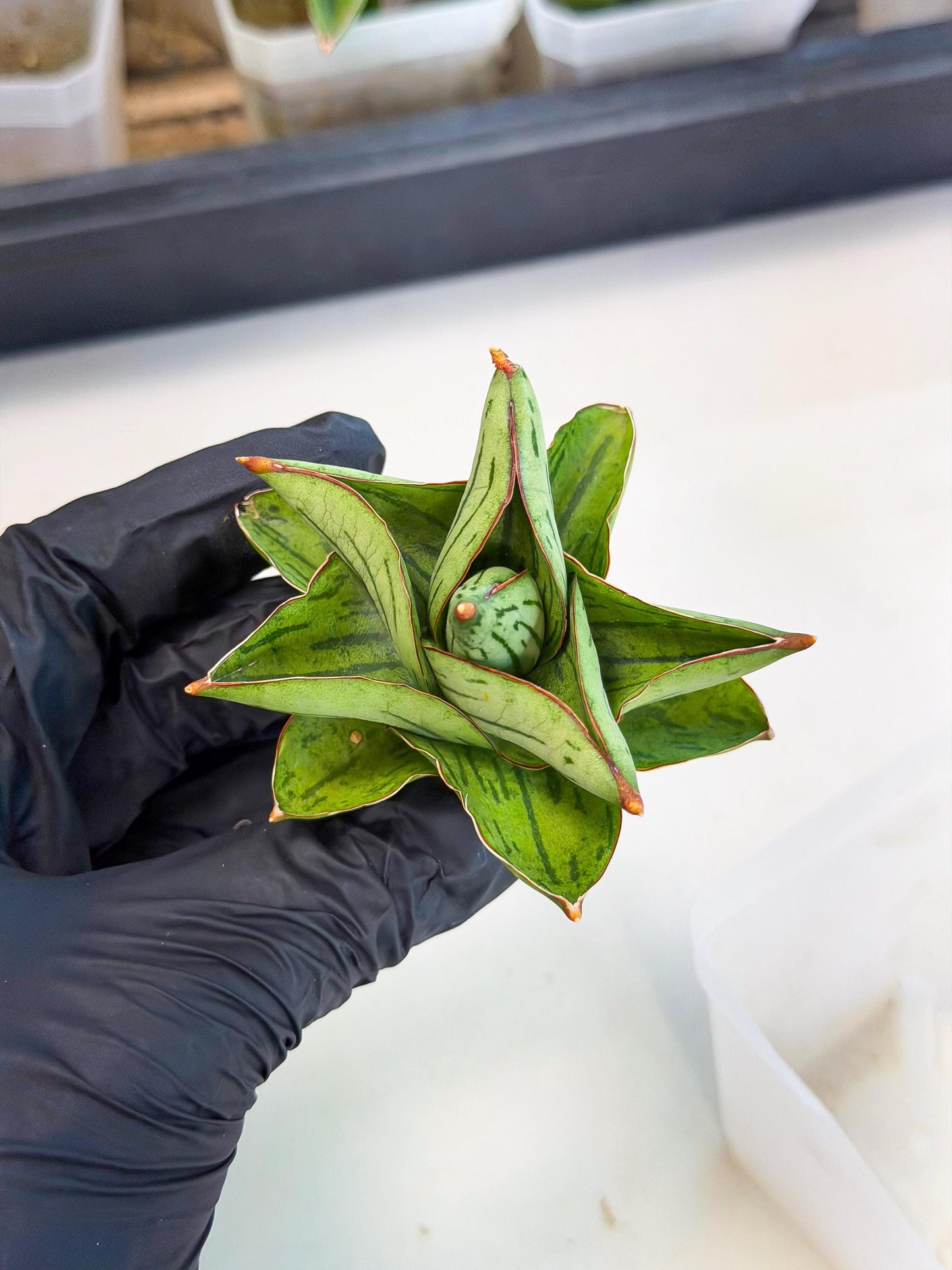 Sansevieria Atomic (ca5) (10) | Dwarf Hybrid