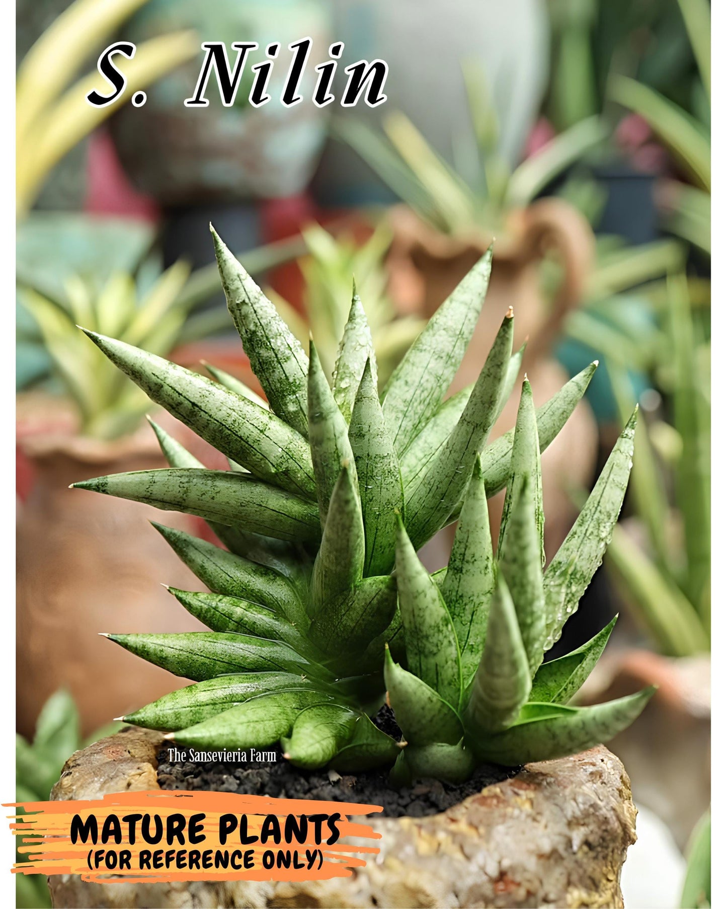 Sansevieria Nilin (ca5) (11) | Rare Imported Snake plant
