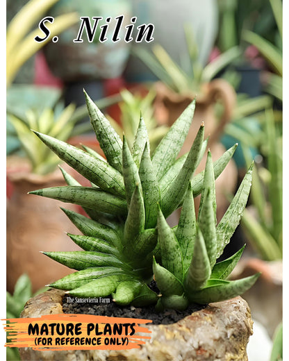 Sansevieria Nilin (ca5) (11) | Rare Imported Snake plant