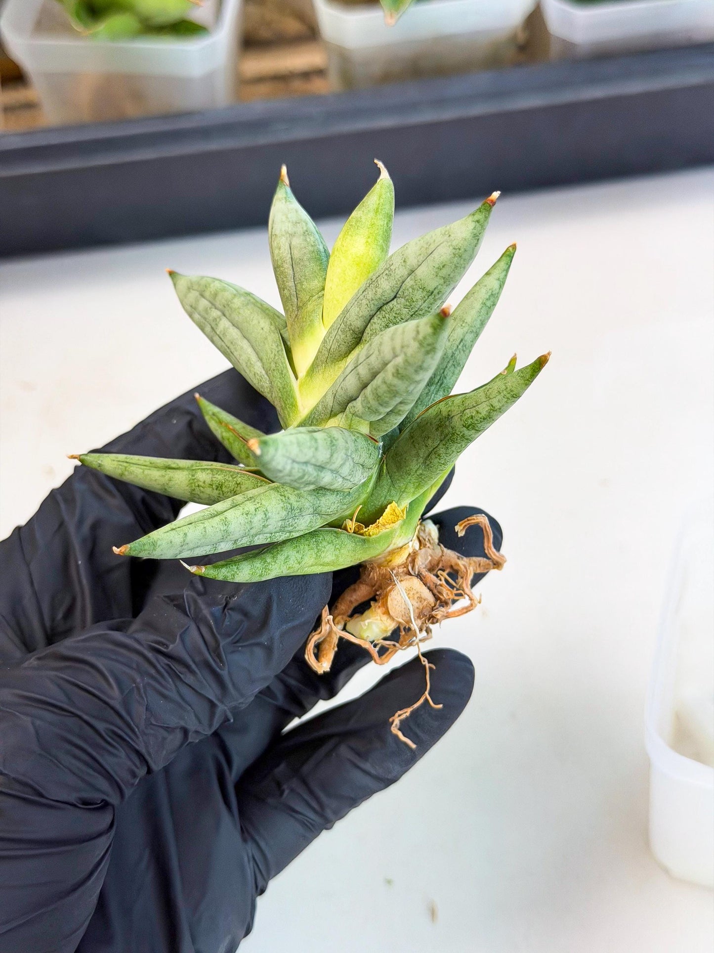Sansevieria Nilin (ca5) (11) | Rare Imported Snake plant