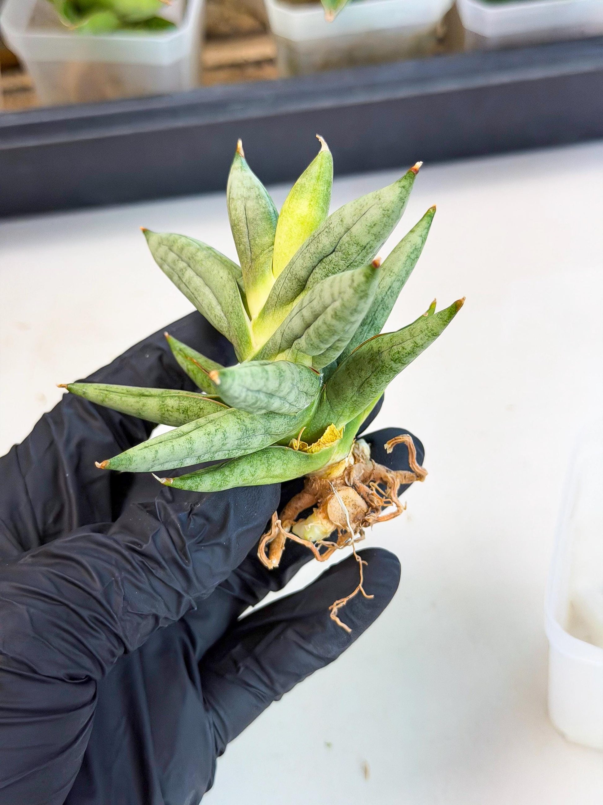 Sansevieria Nilin (ca5) (11) | Rare Imported Snake plant