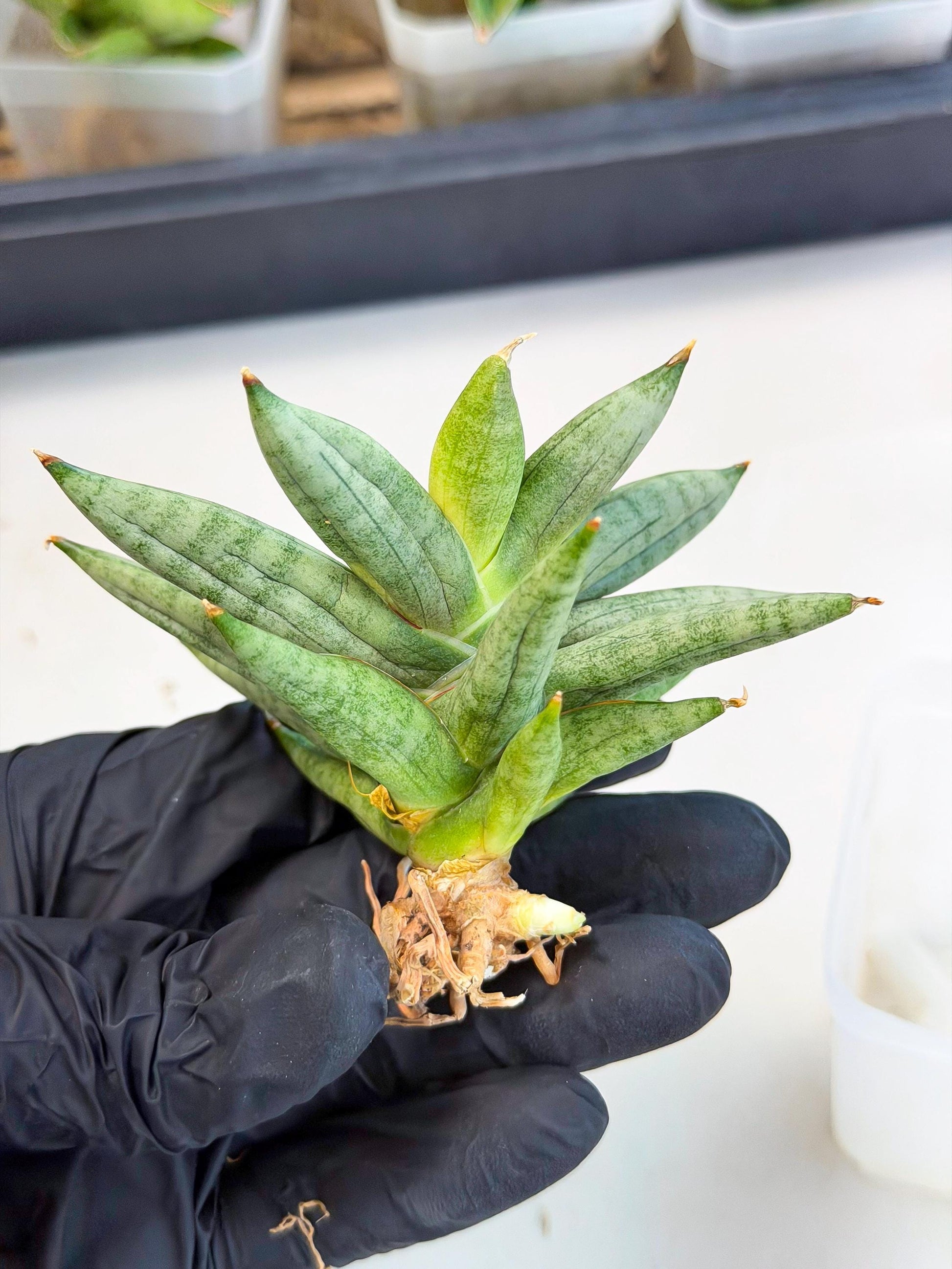 Sansevieria Nilin (ca5) (11) | Rare Imported Snake plant