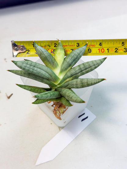 Sansevieria Nilin (ca5) (11) | Rare Imported Snake plant
