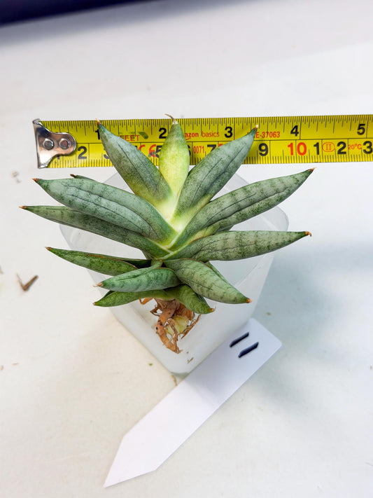 Sansevieria Nilin (ca5) (11) | Rare Imported Snake plant