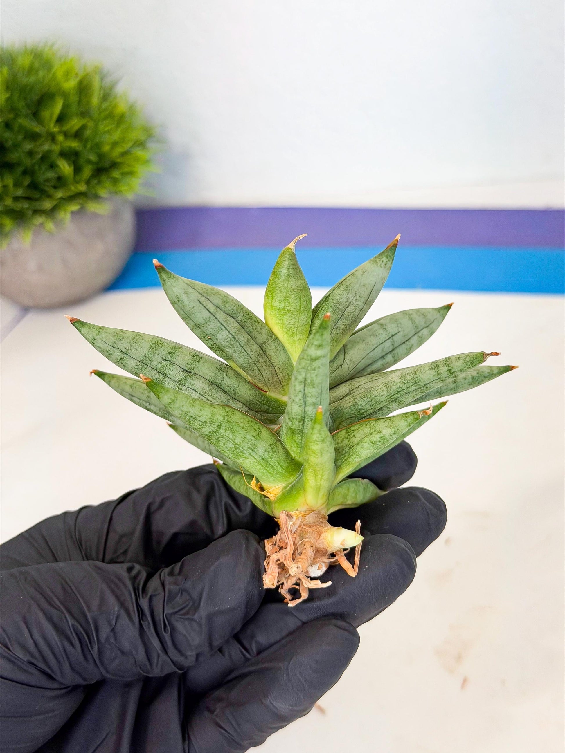 Sansevieria Nilin (ca5) (11) | Rare Imported Snake plant