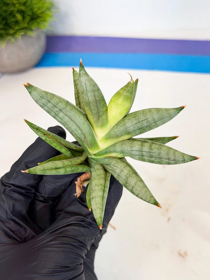 Sansevieria Nilin (ca5) (11) | Rare Imported Snake plant
