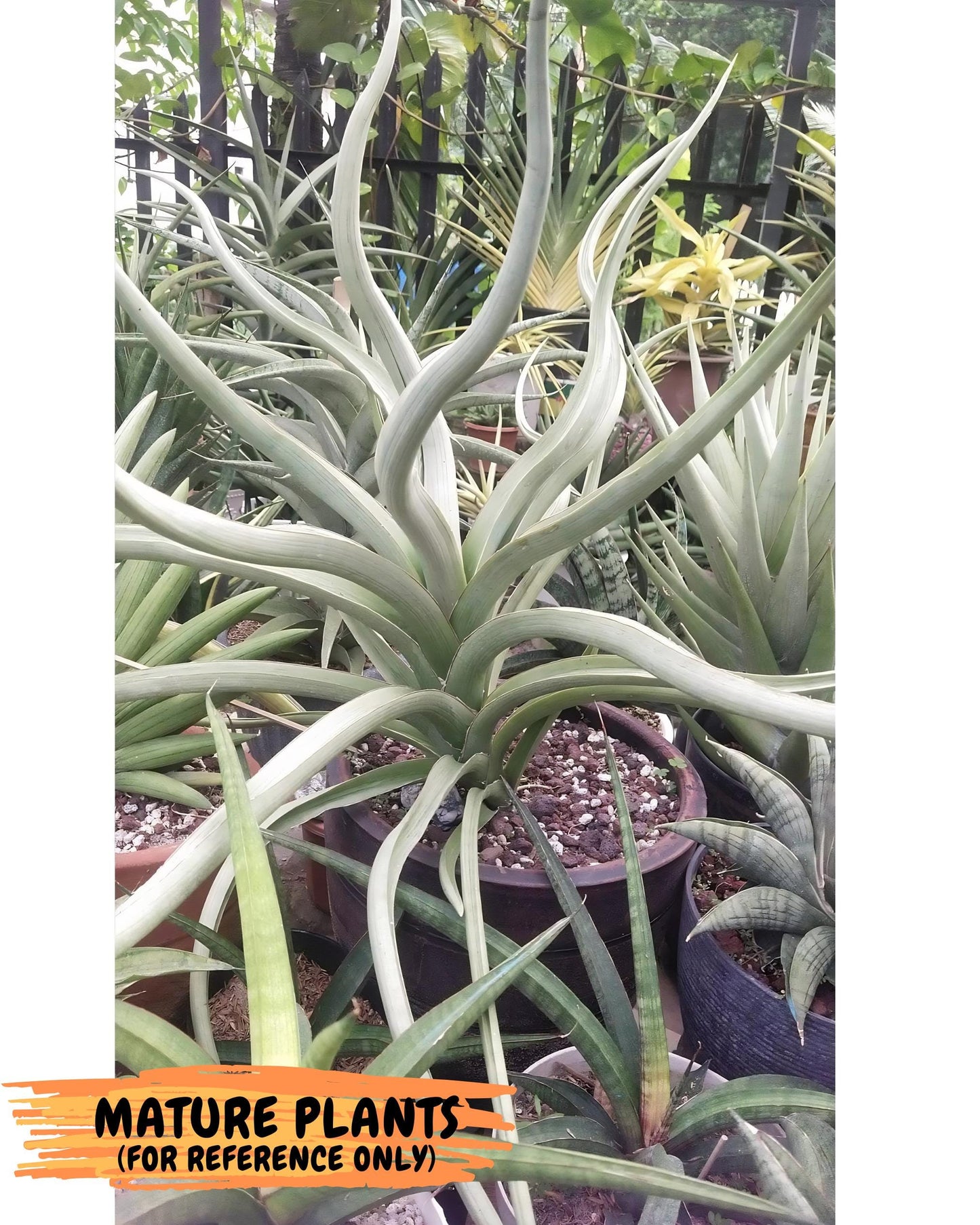 Sansevieria Dancing Dragon (ca4) (p) | Rare Hybrids