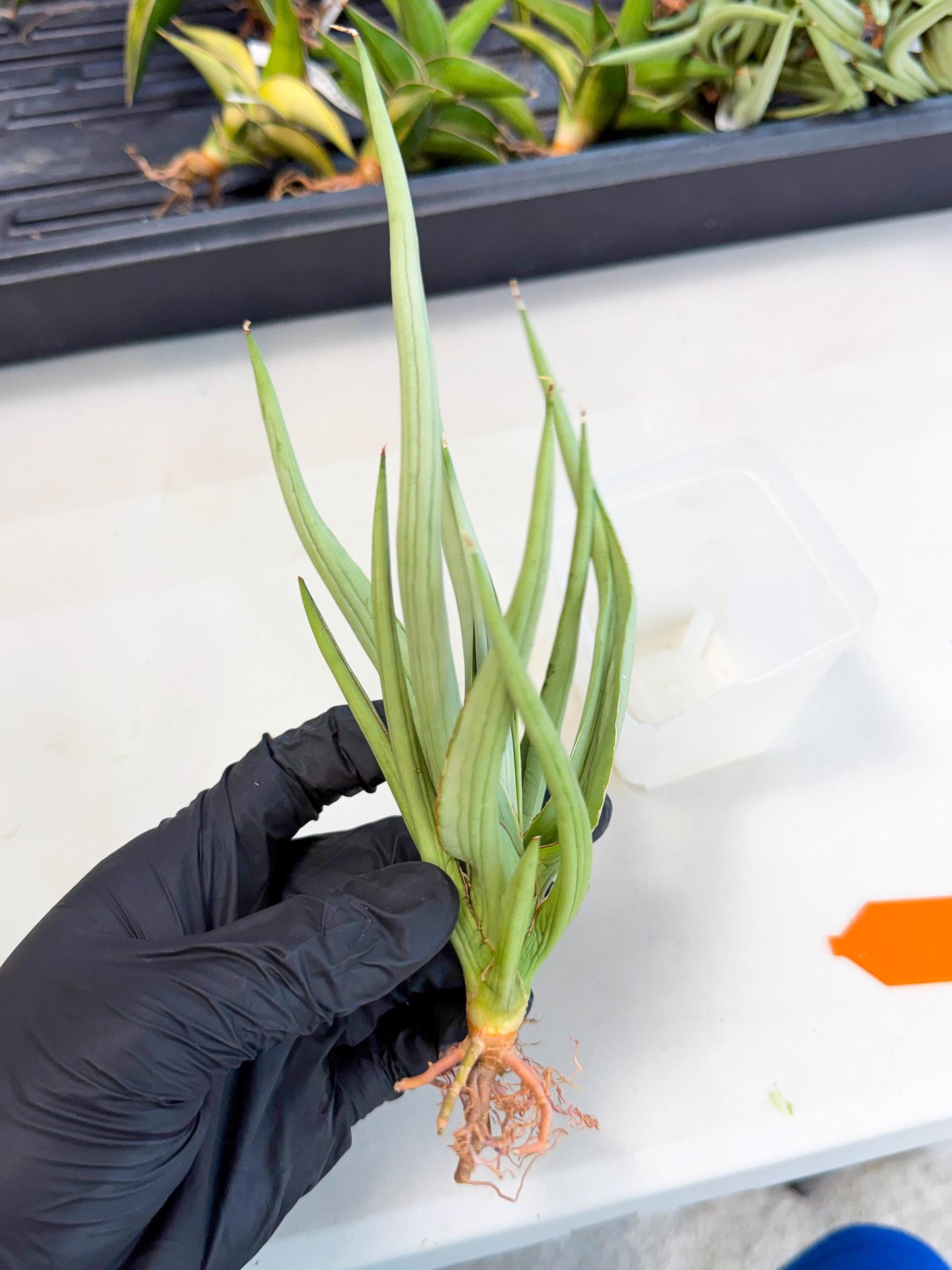 Sansevieria Dancing Dragon (ca4) (o) | Rare Hybrids