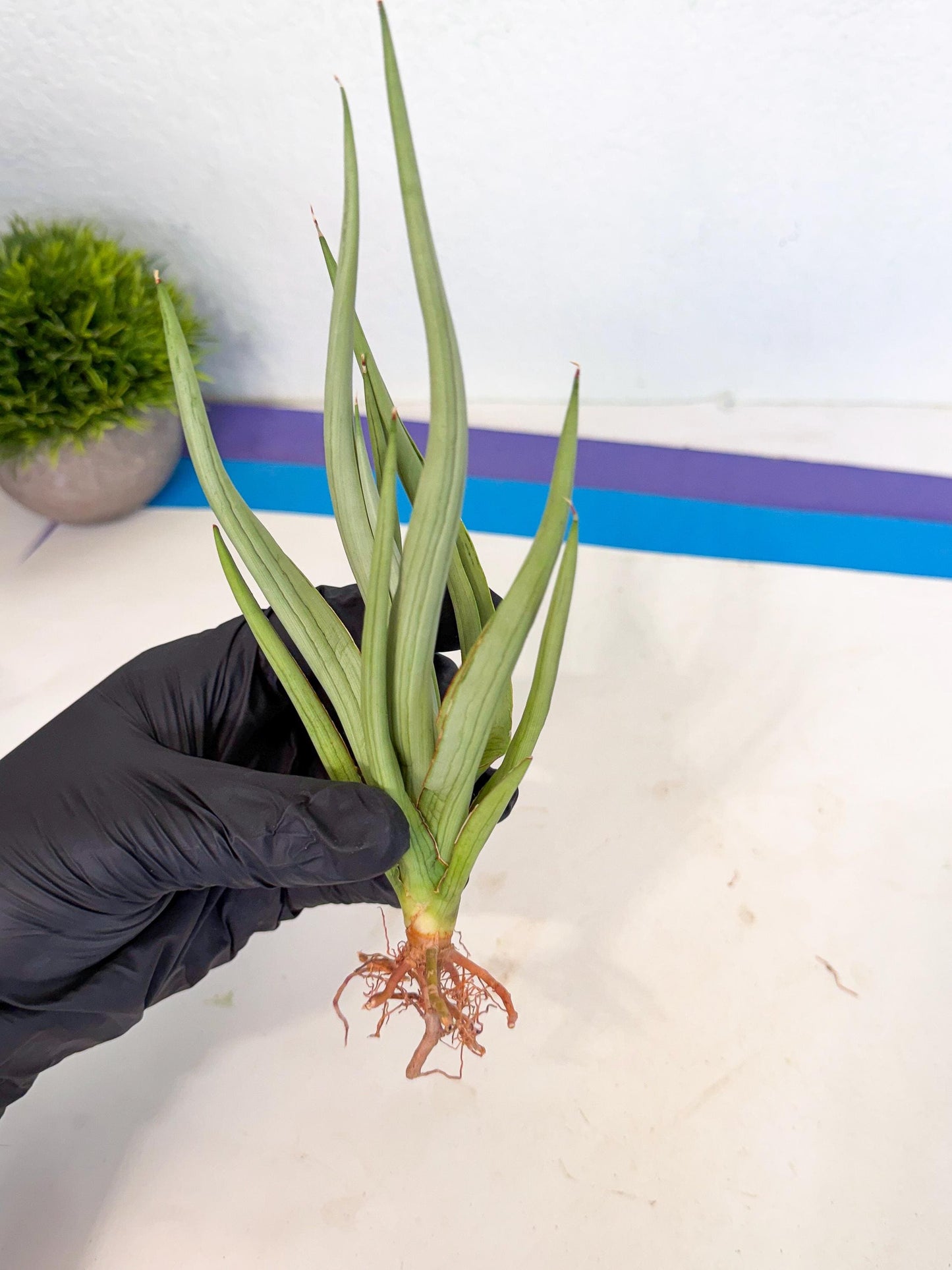Sansevieria Dancing Dragon (ca4) (o) | Rare Hybrids