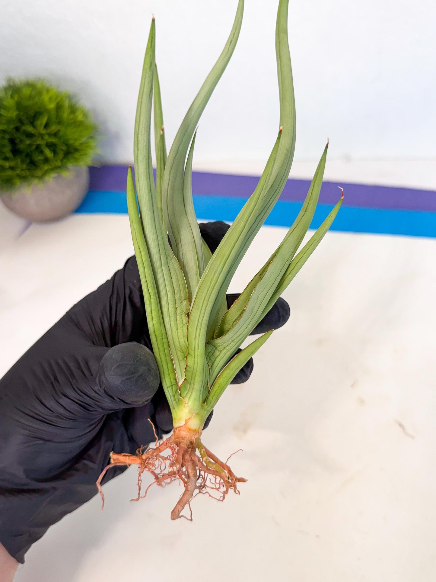 Sansevieria Dancing Dragon (ca4) (o) | Rare Hybrids
