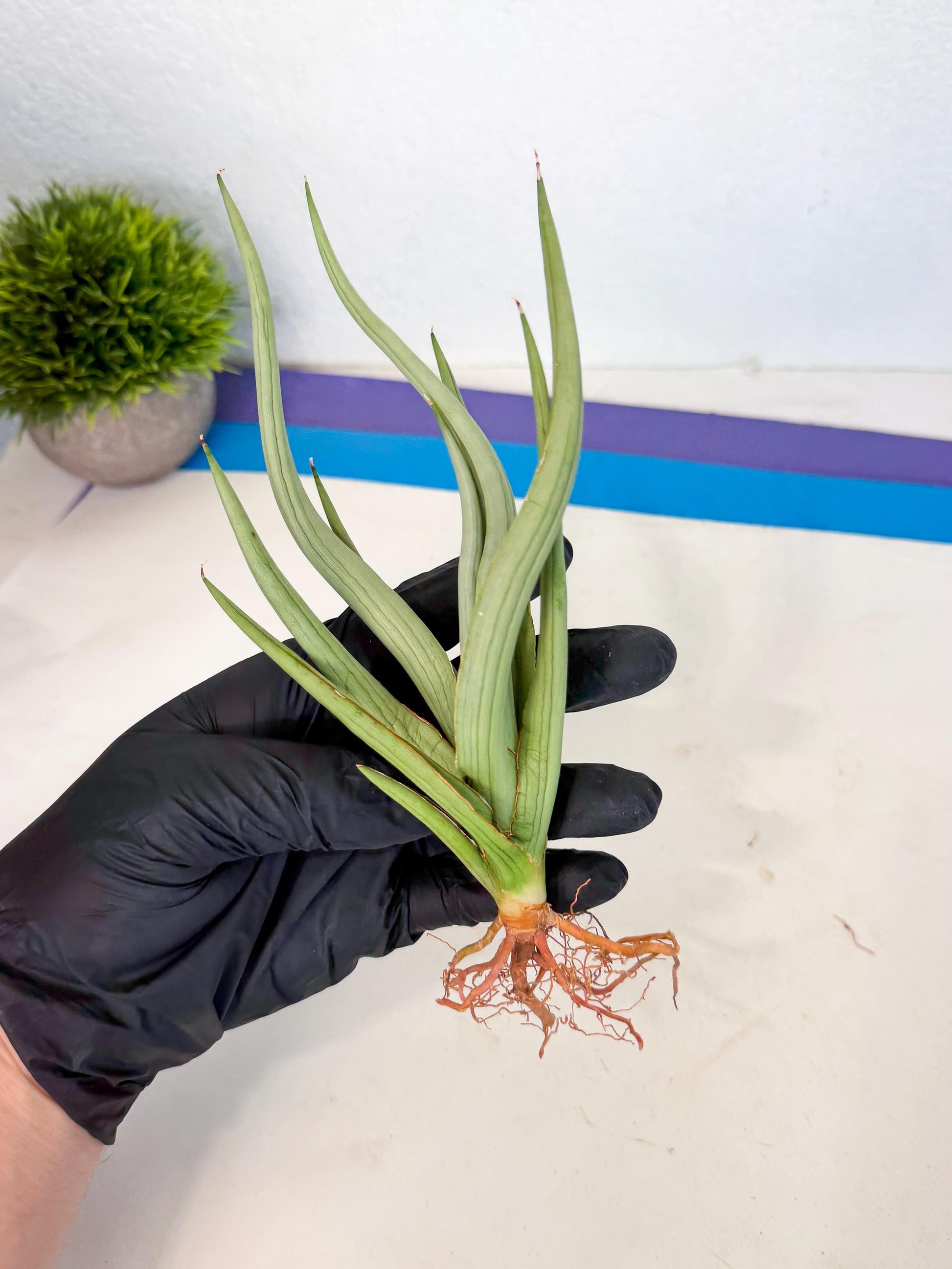 Sansevieria Dancing Dragon (ca4) (o) | Rare Hybrids