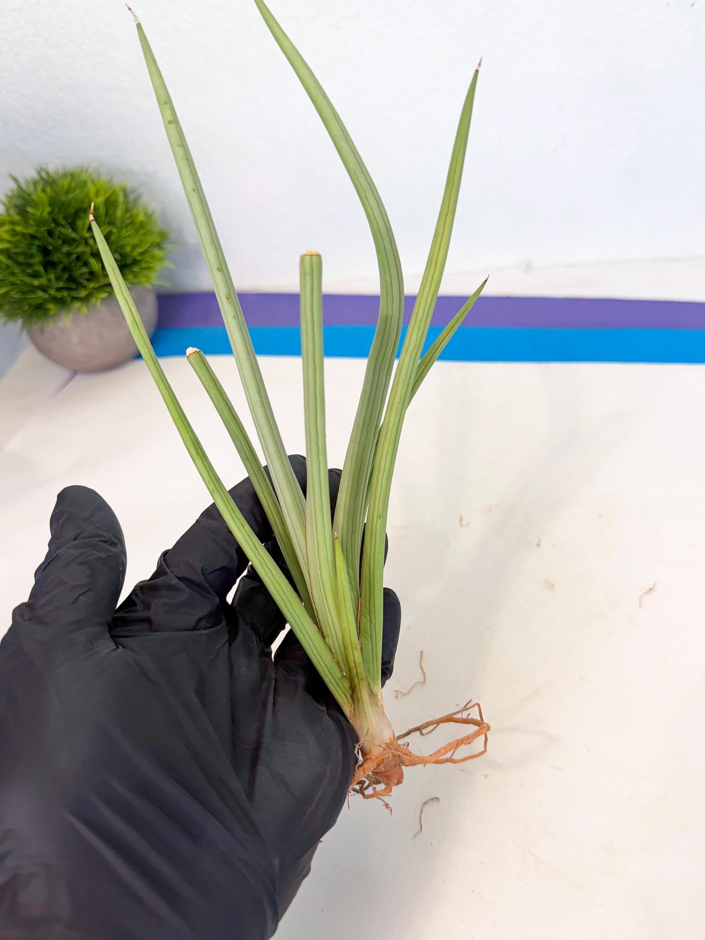 Sansevieria Dancing Dragon (ca4) (p) | Rare Hybrids
