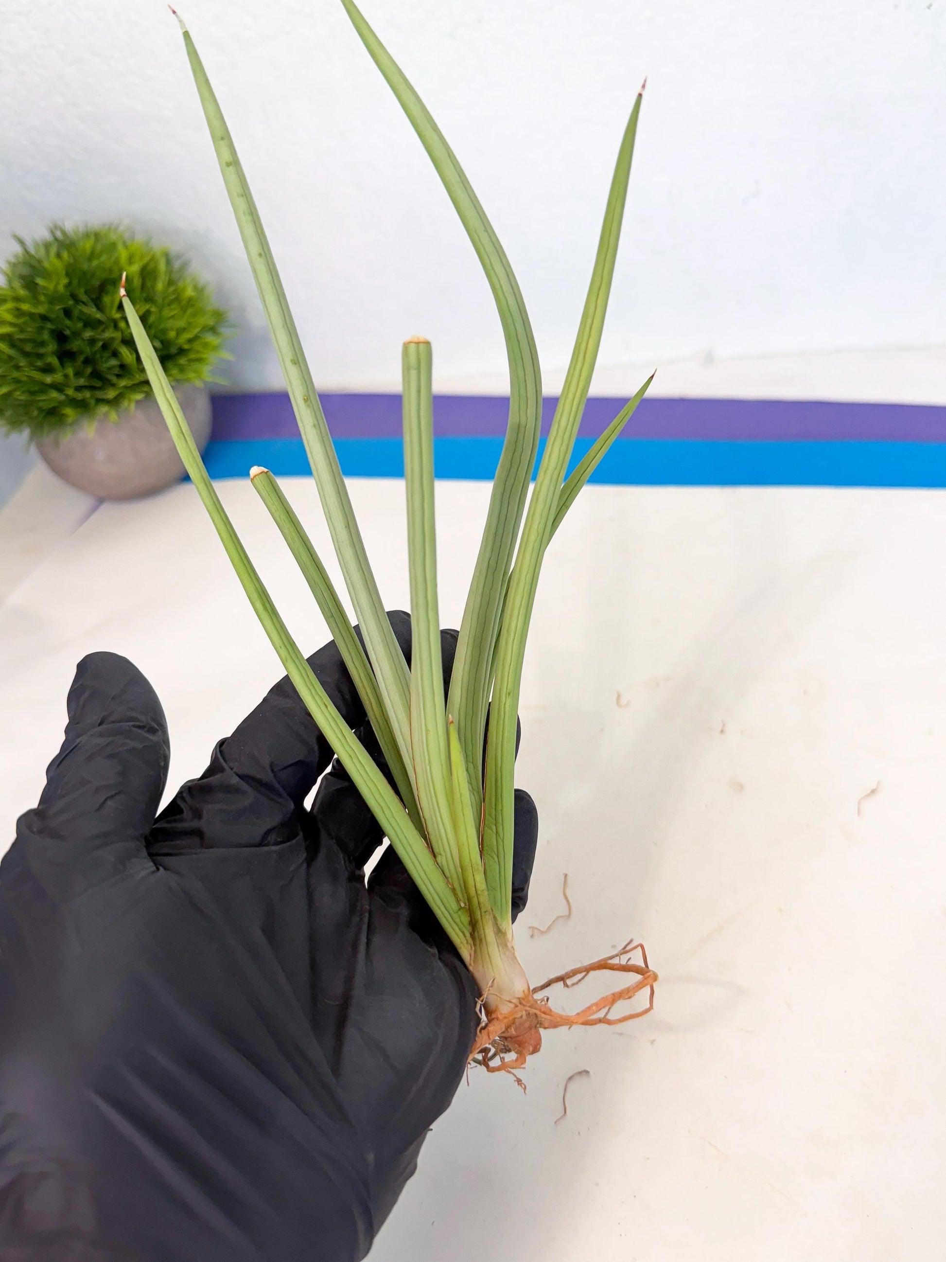 Sansevieria Dancing Dragon (ca4) (p) | Rare Hybrids