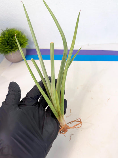 Sansevieria Dancing Dragon (ca4) (p) | Rare Hybrids