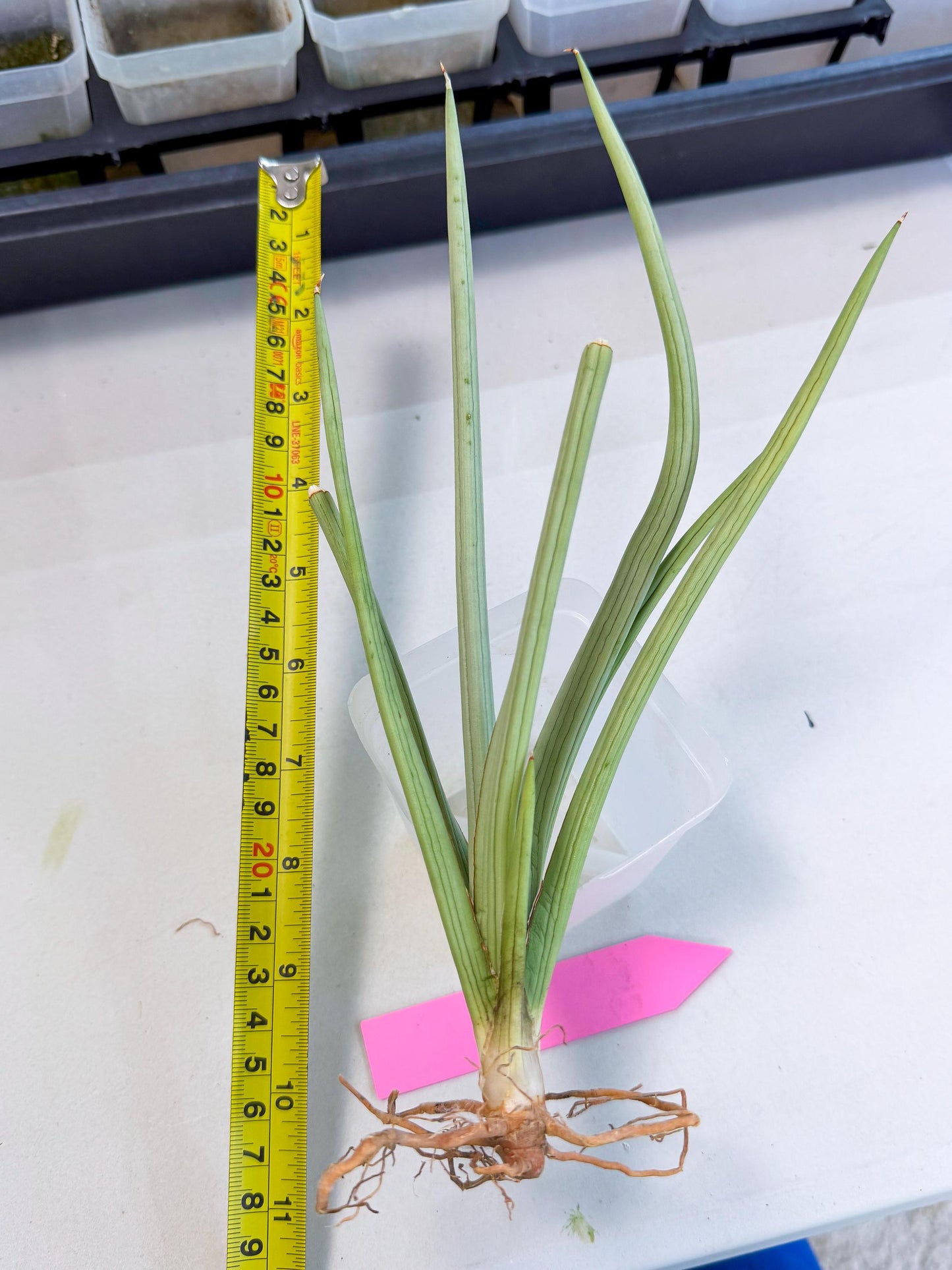 Sansevieria Dancing Dragon (ca4) (p) | Rare Hybrids