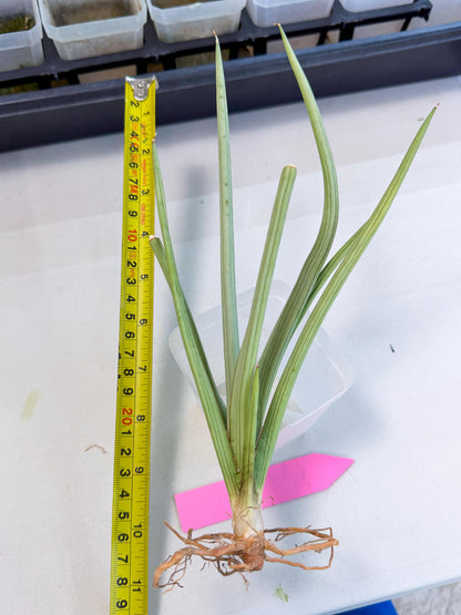 Sansevieria Dancing Dragon (ca4) (p) | Rare Hybrids