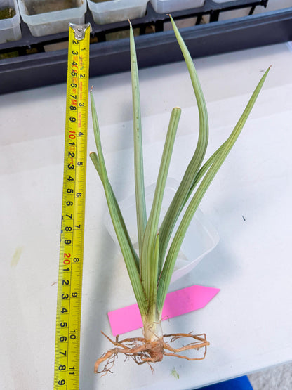 Sansevieria Dancing Dragon (ca4) (p) | Rare Hybrids