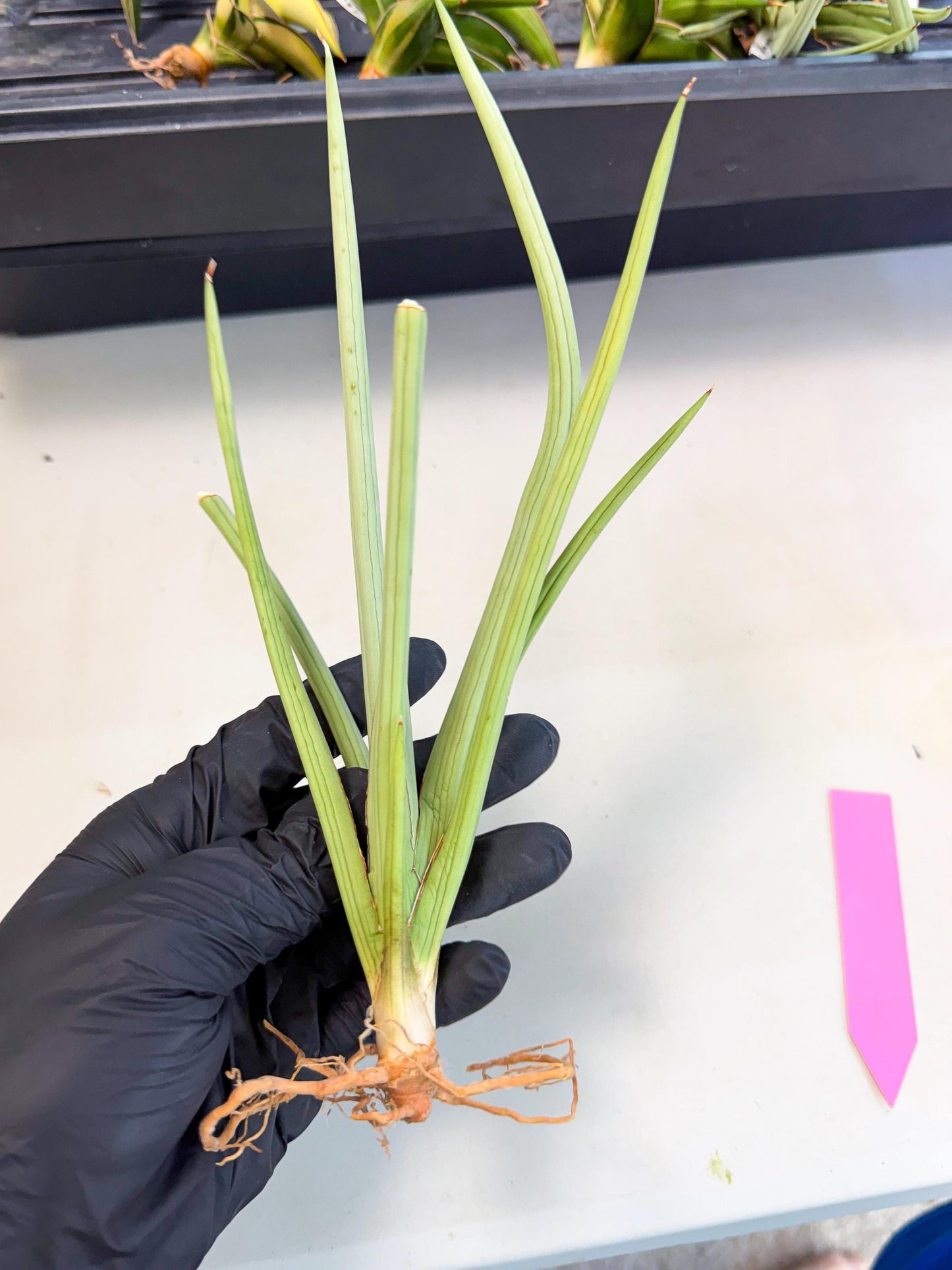 Sansevieria Dancing Dragon (ca4) (p) | Rare Hybrids