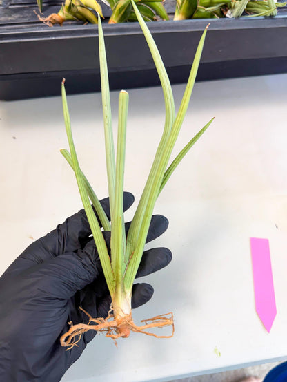 Sansevieria Dancing Dragon (ca4) (p) | Rare Hybrids