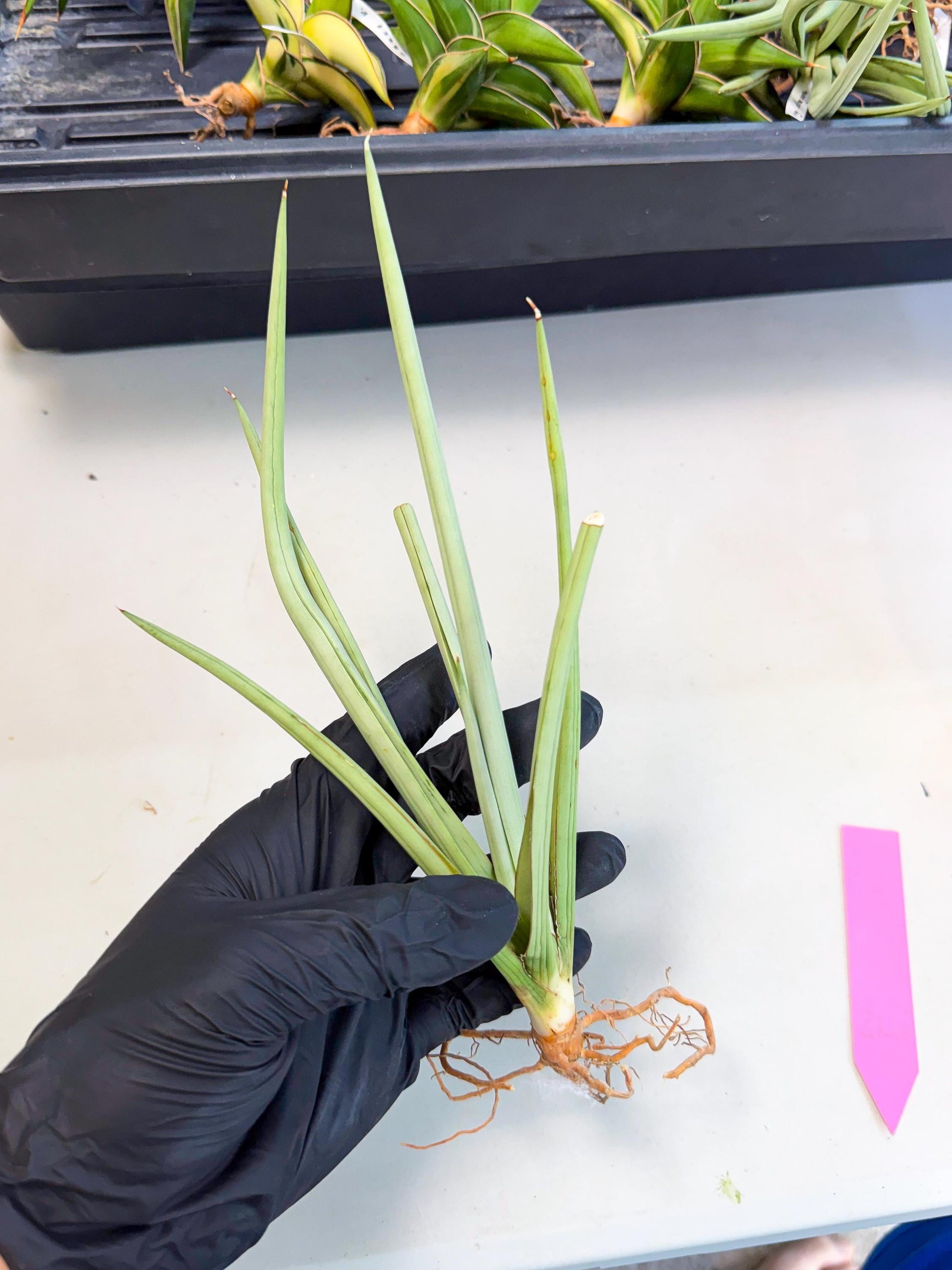 Sansevieria Dancing Dragon (ca4) (p) | Rare Hybrids
