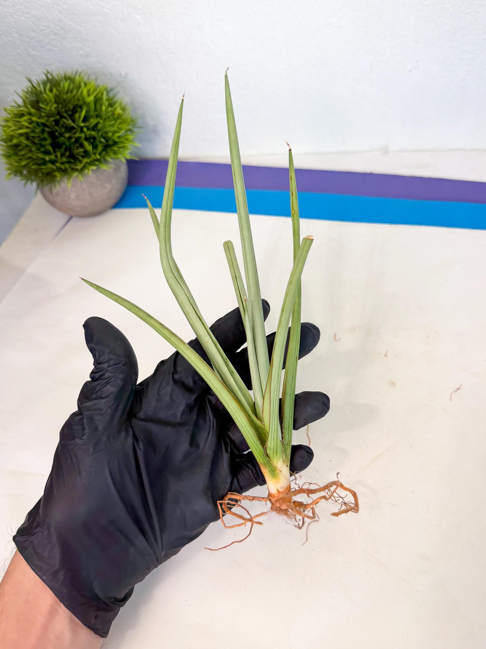 Sansevieria Dancing Dragon (ca4) (p) | Rare Hybrids