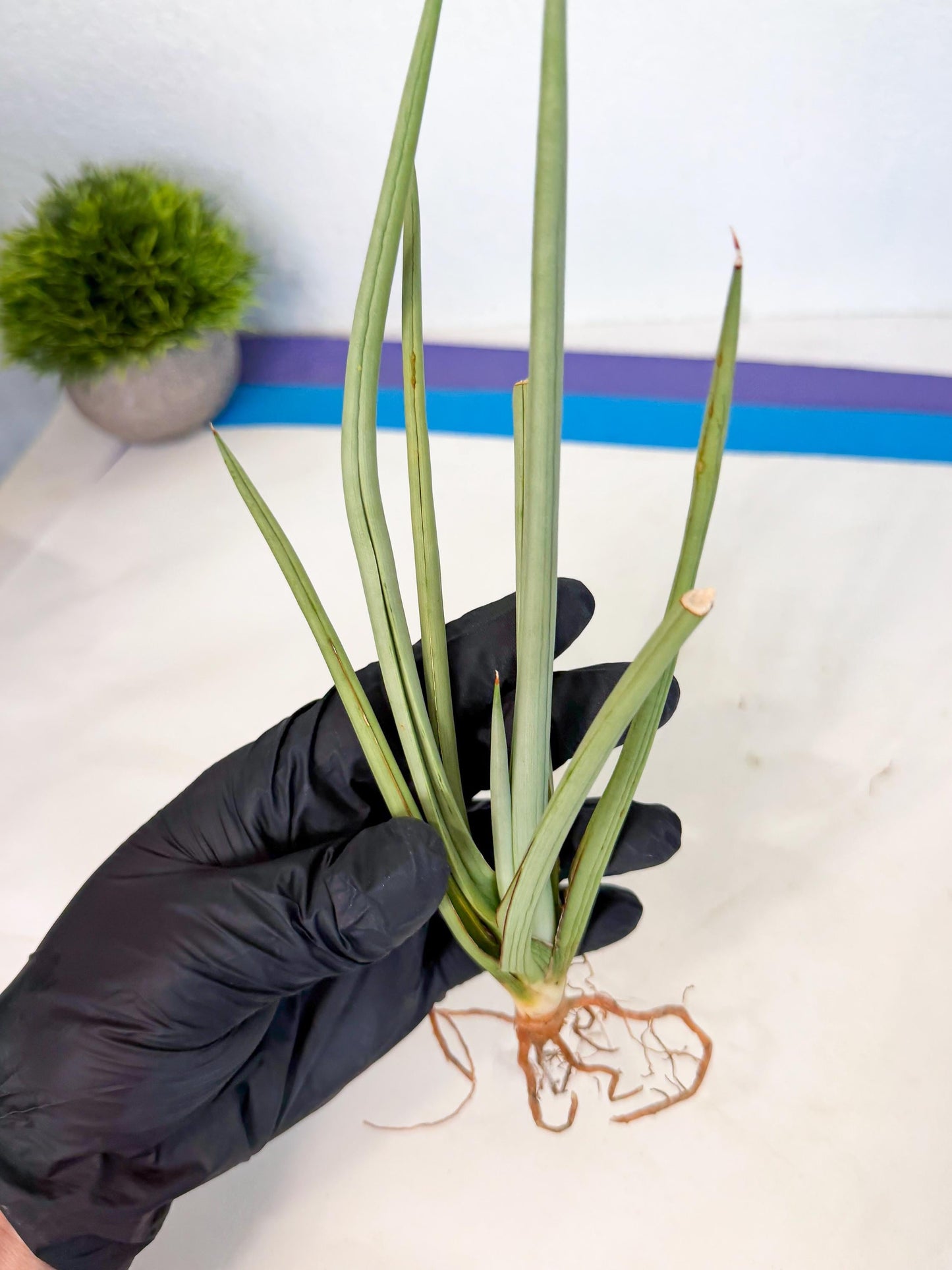 Sansevieria Dancing Dragon (ca4) (p) | Rare Hybrids