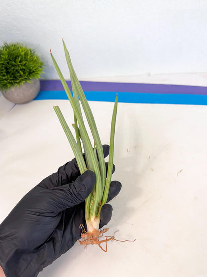 Sansevieria Dancing Dragon (ca4) (p) | Rare Hybrids