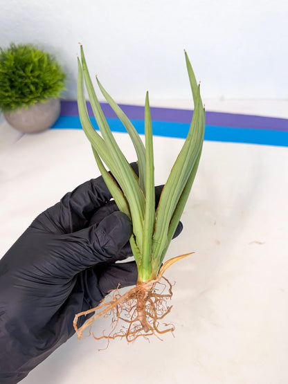 Sansevieria Dancing Dragon (ca4) (y) | Rare Hybrids
