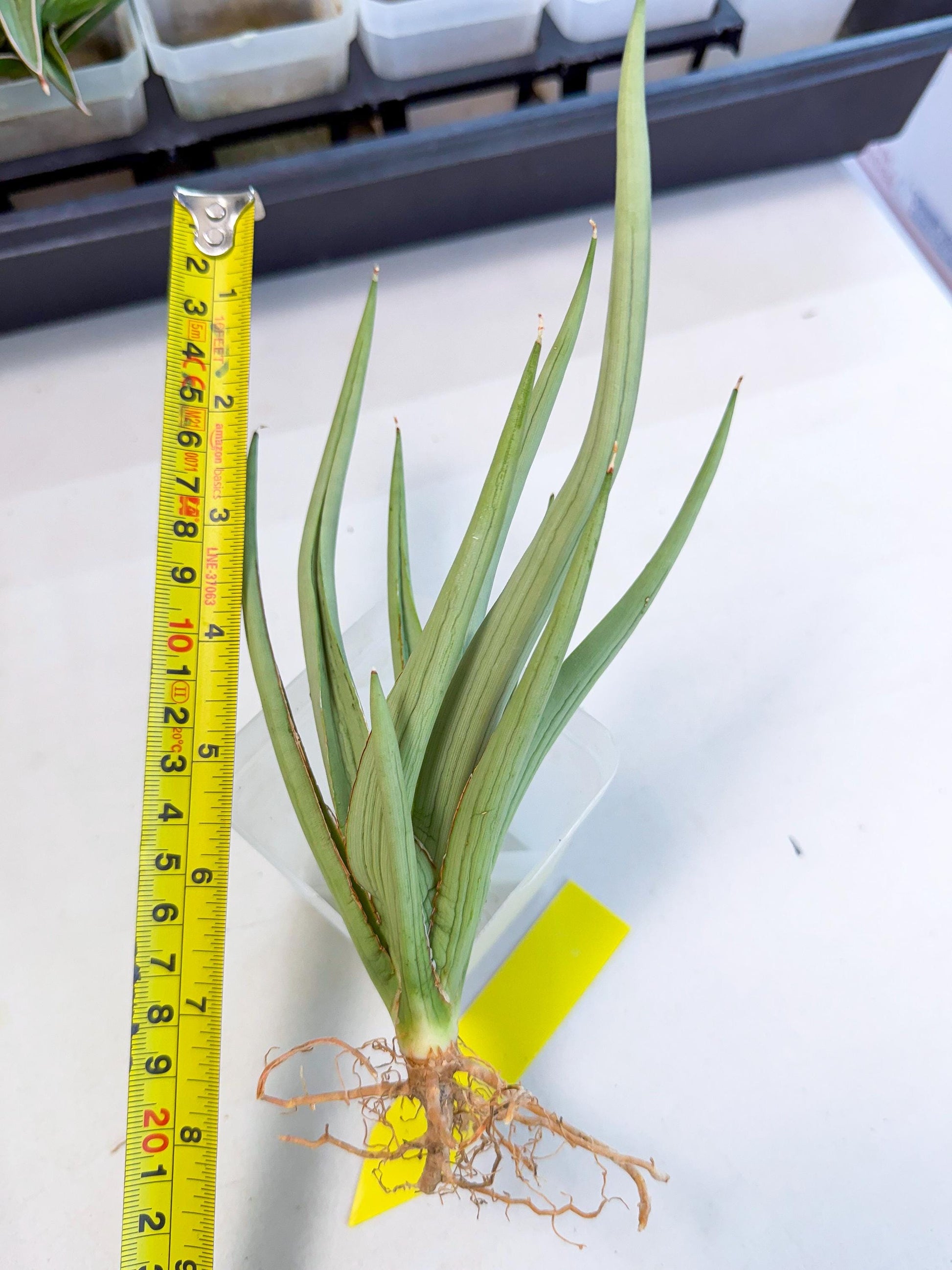 Sansevieria Dancing Dragon (ca4) (y) | Rare Hybrids