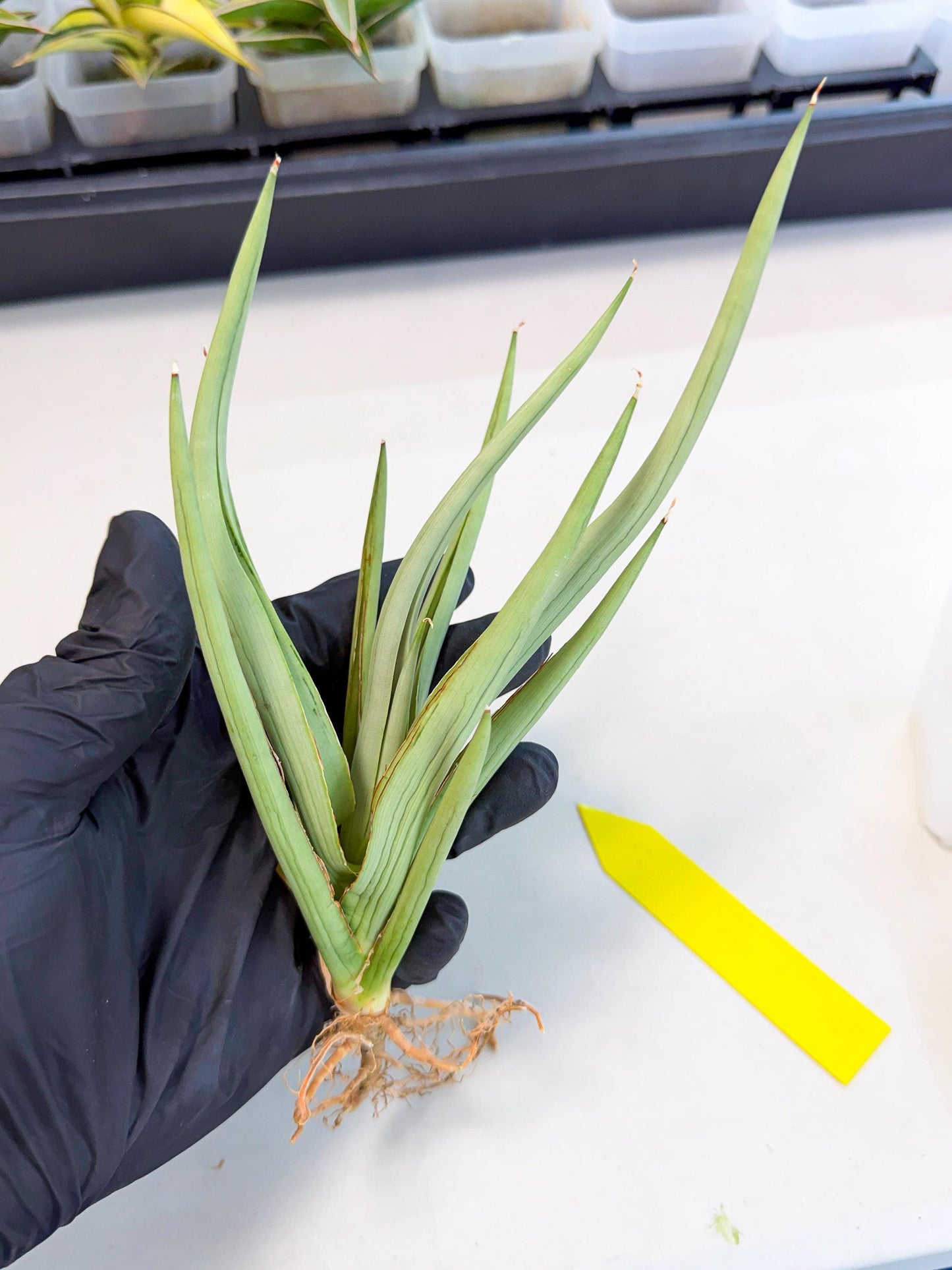 Sansevieria Dancing Dragon (ca4) (y) | Rare Hybrids