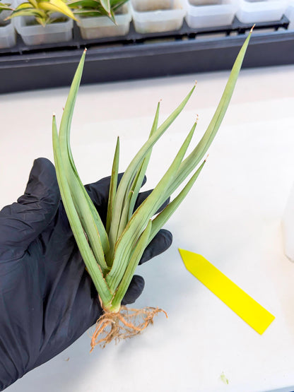 Sansevieria Dancing Dragon (ca4) (y) | Rare Hybrids