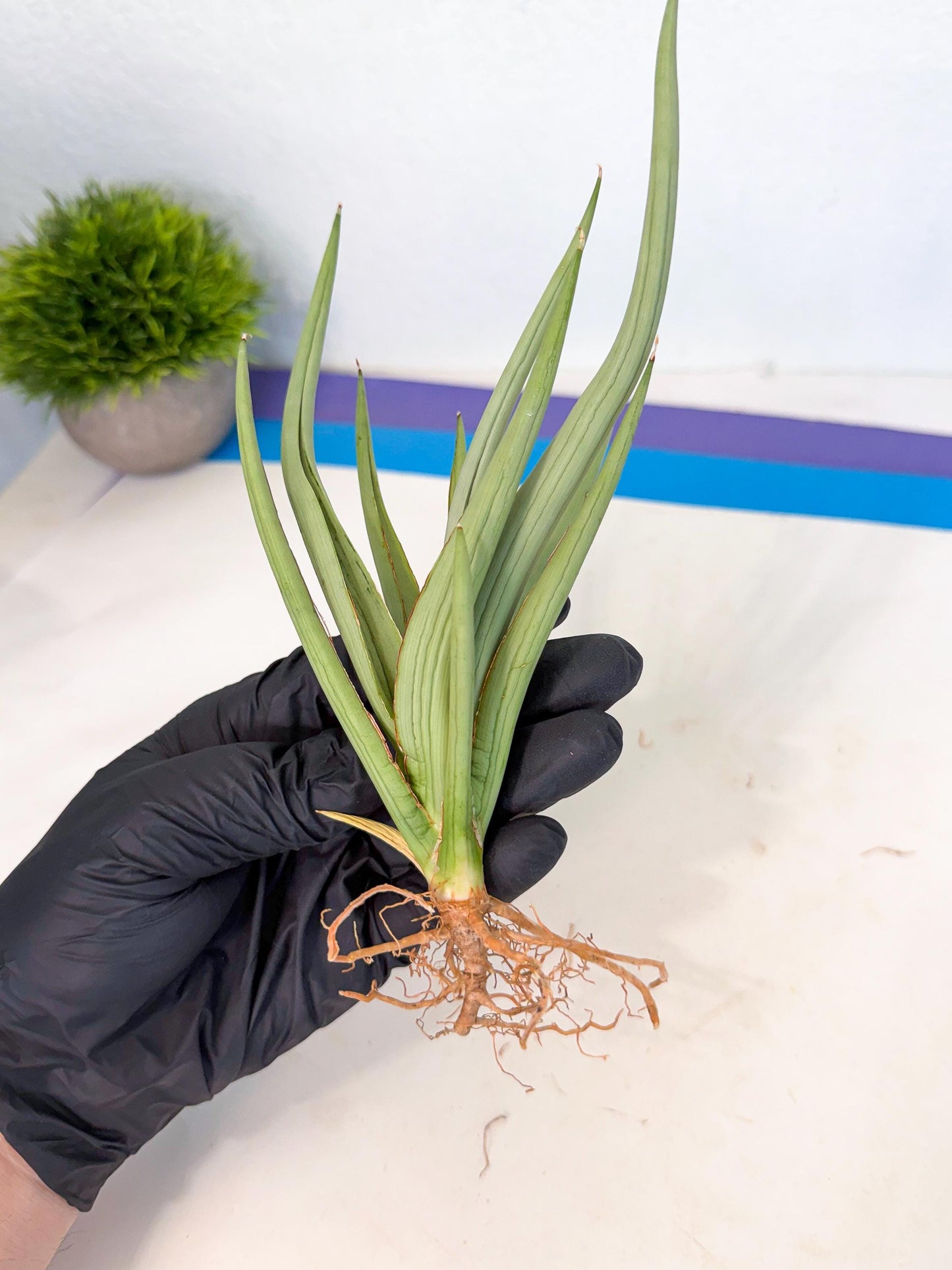 Sansevieria Dancing Dragon (ca4) (y) | Rare Hybrids