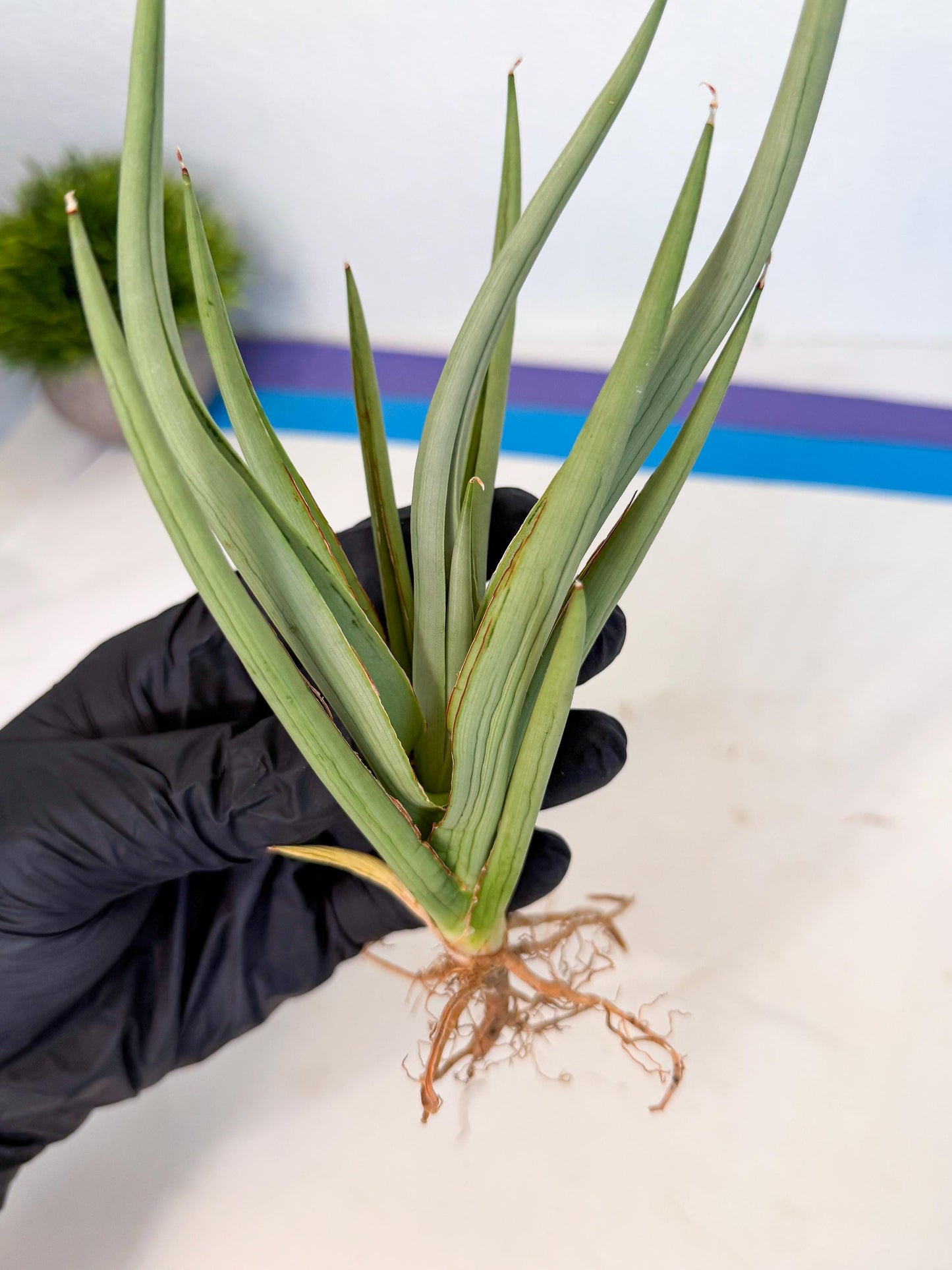 Sansevieria Dancing Dragon (ca4) (y) | Rare Hybrids