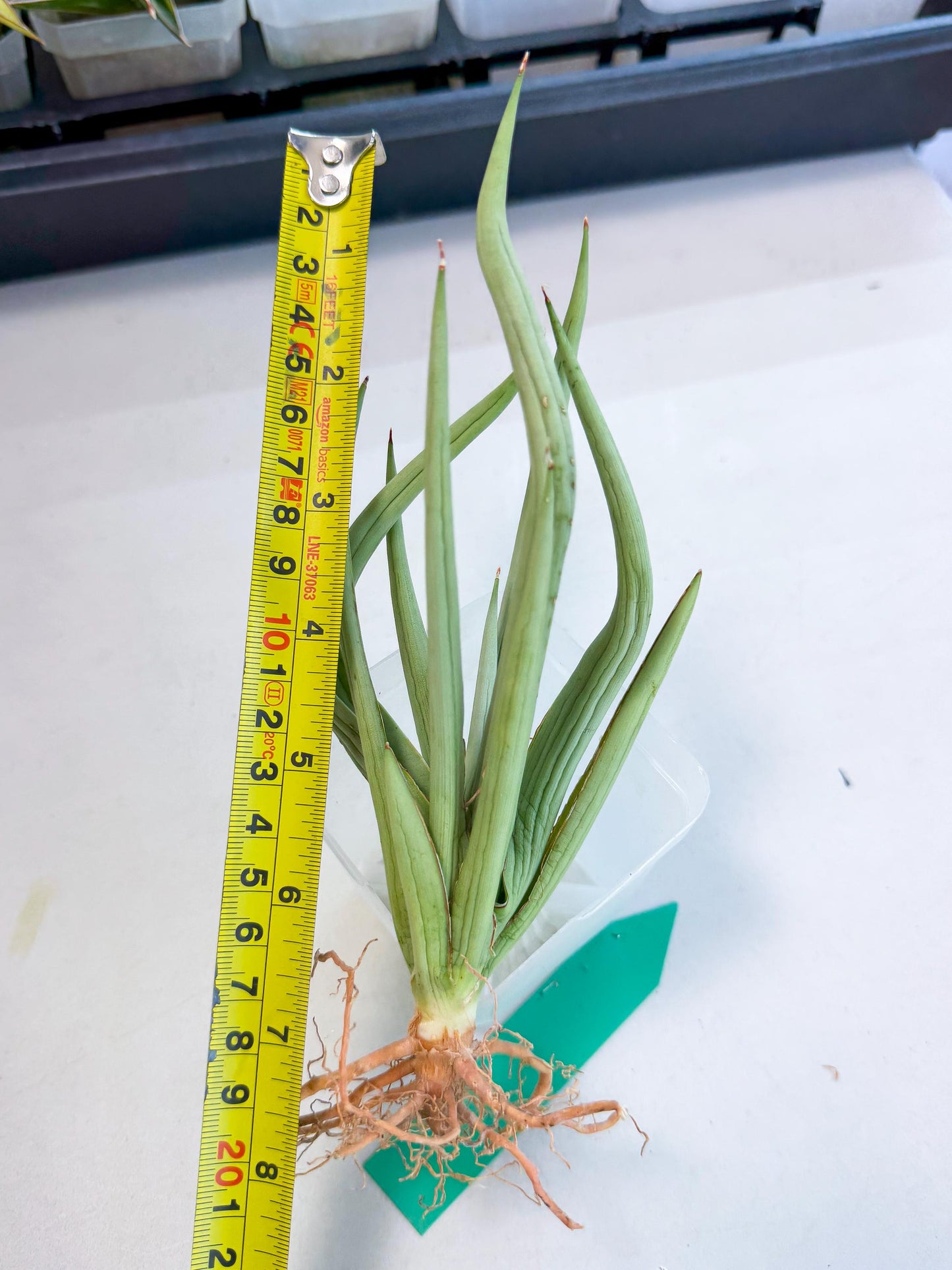 Sansevieria Dancing Dragon (ca4) (g) | Rare Hybrids