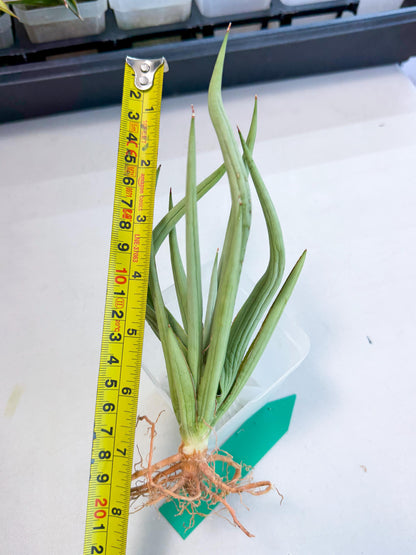 Sansevieria Dancing Dragon (ca4) (g) | Rare Hybrids