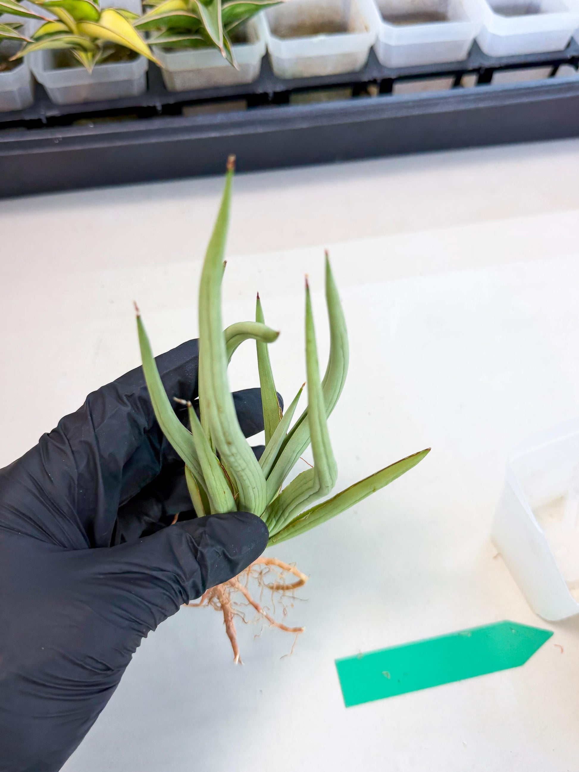 Sansevieria Dancing Dragon (ca4) (g) | Rare Hybrids