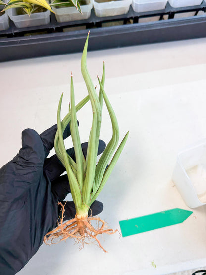 Sansevieria Dancing Dragon (ca4) (g) | Rare Hybrids
