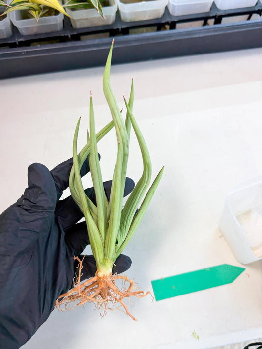 Sansevieria Dancing Dragon (ca4) (g) | Rare Hybrids